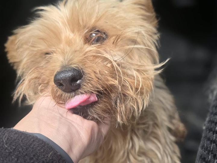 14 años no son una razón para dejar de quererla.<br><br>Ella tiene 14 años. Una edad en la que debería estar disfrutando de sus años dorados, rodeada de cariño, tranquilidad.<br><br>Pero un día sus dueños decidieron llevarla a sacrificar porque era mayor.<br>Cuando llegó, descubrimos que no había una enfermedad que justificara acabar con su vida. Solo tenía unas leves cataratas y cierta demencia propia de su edad. Nada que le impidiera seguir disfrutando de la vida y, sobre todo, de recibir amor.<br>Y nosotros nos preguntamos…<br>¿Desde cuándo hacerse mayor es motivo para dejar de merecer una familia? <br>Los perros nos dan su vida entera. Están a nuestro lado cuando son cachorros, cuando crecen, cuando envejecemos juntos… y cuando llega el momento de que sean ellos quienes necesiten más cuidados, también deberíamos estar ahí.<br><br>Porque cuando adoptas o compras un perro, no eliges quererlo solo mientras sea joven, sano y fácil de cuidar.<br>Lo eliges para toda su vida. <br>Nosotros creemos que un perro mayor merece exactamente lo mismo que cualquiera: una cama calentita, una mano que lo acaricie, paciencia, cuidados y alguien que le diga cada día: sigues siendo parte de mi familia.<br>Ella tuvo suerte. Alguien decidió darle esa oportunidad.<br><br>Pero ojalá algún día ningún perro tenga que demostrar que todavía merece vivir.