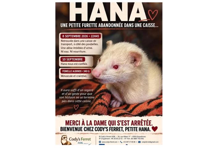 HANA UNE PETITE FURETTE ABANDONNÉE DANS UNE CAISSE…<br>Vous avez peut-être vu passer l’annonce concernant cette petite furette albinos retrouvée abandonnée.<br>Le 8 septembre 2026, vers 22h45, une dame rentrait chez elle après être allée manger avec sa fille.<br>En passant devant une maison, juste à côté des poubelles, elle a aperçu une caisse de transport posée là.<br>Pensant qu’il pouvait encore s’agir d’un chat ou d’un chaton abandonné, elle s’est approchée…<br>Et là, une petite boule de poils est sortie de la caisse.<br>C’était une petite furette.<br>À l’intérieur de la caisse : une alèse complètement imbibée d’urine.<br>Mais ni eau, ni nourriture.<br>La dame n’a pas hésité une seule seconde et l’a immédiatement prise en charge.<br>En rentrant chez elle, elle lui a donné de l’eau fraîche et quelques croquettes afin qu’elle puisse au moins manger et boire.<br>Deux jours plus tard, le 10 septembre, elle nous a été confiée.<br>Nous l’avons baptisée Hana. ❤️<br> Hana est une petite femelle albinos, craintive et minuscule : elle ne pèse que 340 grammes.<br>On ne saura jamais combien de temps elle serait restée seule dans cette caisse, à côté des poubelles…<br>Et surtout, on ne saura jamais ce qui aurait pu lui arriver si cette dame n’était pas passée par là ce soir-là.<br>Un immense merci à cette personne qui a vu cette petite vie, s’est arrêtée et n’a pas détourné les yeux.<br>Parce qu’il aura suffi d’un regard et d’un geste…<br>pour que l’histoire de Hana ne se termine pas dans cette caisse. ❤️<br>Bienvenue chez Cody’s Ferret, petite Hana. ❤️