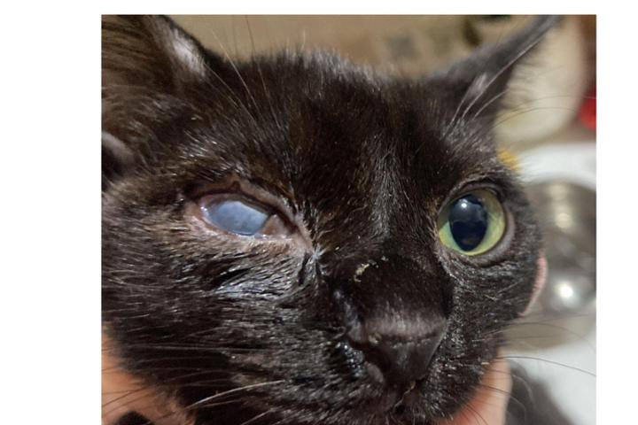 Desde la asociación, queremos daros las gracias por seguir colaborando mes a mes por nuestros pequeños felinos. Actualizamos que desde hace un tiempo, nuestras colonias ya tienen un refugio seguro donde poder pasar el invierno. Desafortunadamente, hemos tenido varios casos que han requerido de medicación, operaciones y hospitalización. Por otro lado, tenemos a varios chiquitines en casas de acogida, con tratamientos para sus ojitos, ya que algunos por desgracia tienen los ojos en muy malas condiciones y eso requiere de muchisimos gastos para su recuperación y posterior búsqueda de adopción. ¡¡Ahora mas que nunca os necesitamos para salir adelante con vuestro apoyo mensual que tanto nos ayuda!!