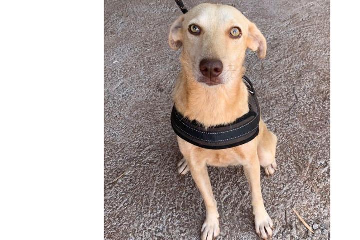 Bonjour les Amies et Amis,<br><br>Nous avons une bien jolie pépite à l'adoption....<br>Ambre, femelle de 3,5 ans, stérilisée.<br>On l’a trouvée bébé dans la rue et elle a grandit au refuge avec ses copains et copines. <br>Ambre est une chienne douce et calme, et nous cherchons pour elle un foyer aimant, loin de l’agitation du refuge, où elle pourra avoir tout l’amour et l’attention qu’elle mérite. <br>Vous cherchez un chienne affectueuse et câline, qui s’entend bien avec les autres chiens, avec les chats et avec les enfants, ouvrez-lui votre ❤️, elle vous le rendra au centuple <br>Ambre est actuellement dans notre refuge au Maroc, et notre association organise le rapatriement en Suisse ou en France. Les animaux arrivent à Roissy généralement à 18h40, et sont ensuite accompagnés au plus proche du domicile des adoptants s’ils ne peuvent pas les récupérer à Paris.<br>Vous trouverez toutes les informations ainsi que le formulaire de demande d’adoption sur notre site: https://associationflaca.ch/adoption/<br><br> découvrez une vidéo de présentation ici: https://associationflaca.ch/ambre/<br> partagez pour nous aider à trouver sa famille <br>#chien #adoptdontshop #ambre #refuge