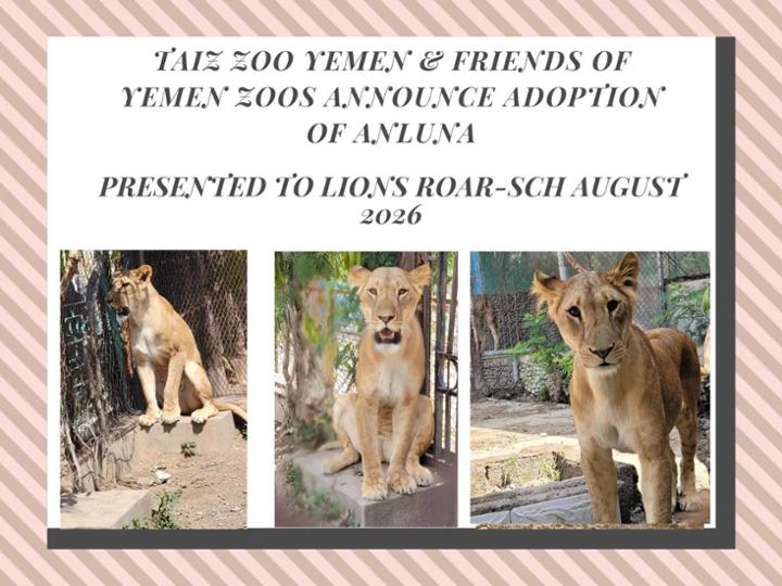 En medio de un Yemen herido, AnLuna sigue rugiendo vida.<br>Renovamos su adopción, asegurando que continúe protegida en el Zoo de Taiz – Yemen, donde, pese a la situación del país, se mantiene estable, atendida y en un espacio seguro dentro de lo que permite la realidad.<br>Friends of Yemen Zoo se esta encargando de que AnLuna reciba alimento, cuidados veterinarios y la tranquilidad de un entorno controlado que la mantiene fuera del peligro exterior.<br><br>Vuestra ayuda es ese abrazo silencioso que llega lejos, más lejos de lo que imagináis. Gracias por seguir sosteniendo esperanza donde más falta hace.