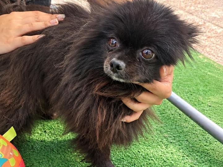 GHANA<br><br>Una linda y pequeña Pomerania de 4 años ha llegado a nuestros brazos. Pesa muy poquito y entre su pelito negro como el carbon deja ver unos pequeños ojos timidos y frustrados por no saber que pasó.<br><br>Quisiera ella saber si en un mundo tan grande hay un corazón que pueda cuidarla y protegerla de los peligros y maldades que ya ha venido sufriendo.<br><br>Merece mucho y todo❤️