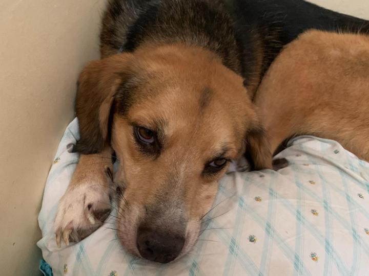 1 euro al mese e aiutiamo i cani ad uscire dal canile come Ugo. ancora molto spaventato, inizia a fare i primi progressi , dopo essere stato abbandonato e dopo aver vissuto 5 anni di rifugio. ecco a cosa serve 1 euro al mese da parte di chi vuole che anche altri pelosi possano avere una seconda opportunità.