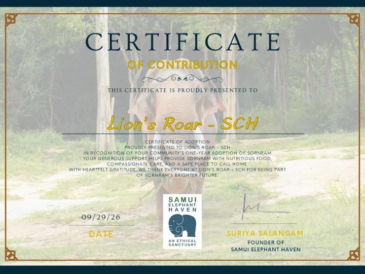 ❤️ SORN RAM YA FORMA PARTE DE LA FAMILIA LION'S ROAR - SCH ❤️<br><br>Hoy tenemos una noticia muy especial: hemos realizado la adopción anual de Sorn Ram, uno de los elefantes residentes de Haven Elephant Sanctuary (Koh Samui, Tailandia).<br><br>Tuve la enorme suerte de conocerlo personalmente durante mi visita al santuario y fue imposible no emocionarse al escuchar su historia. Mirar a sus ojos es comprender todo lo que ha sufrido, pero también toda la fuerza que ha tenido para seguir adelante.<br><br>Sorn Ram nació en 1965 y ha pasado gran parte de su vida siendo explotado en la industria maderera, mendigando en las calles y transportando turistas durante años bajo condiciones muy duras. Las heridas físicas y emocionales que arrastraba son el reflejo de una vida marcada por el sufrimiento.<br><br>Su historia llegó a ser especialmente dramática cuando, tras años de estrés, maltrato y desesperación, protagonizó un grave incidente que hizo que fuese considerado un elefante peligroso. Rechazado por todos y sin resultar ya rentable para sus propietarios, quedó prácticamente abandonado a su suerte.<br>Afortunadamente, el equipo de Haven Elephant Sanctuary decidió darle una oportunidad cuando más la necesitaba. Aunque no disponían del espacio ideal para acogerlo, eligieron salvar su vida antes que mirar hacia otro lado.<br>Hoy Sorn Ram vive seguro, alimentado, atendido y rodeado de personas que lo respetan. Su recinto actual no es el definitivo que merece, pero el santuario trabaja para poder ofrecerle en el futuro un espacio más amplio y adecuado donde disfrutar plenamente de la libertad y tranquilidad que nunca tuvo.<br><br>Porque algunos animales no necesitan que sintamos pena por ellos. Necesitan que alguien crea en ellos cuando nadie más lo hace.<br><br>Larga vida, Sorn Ram.