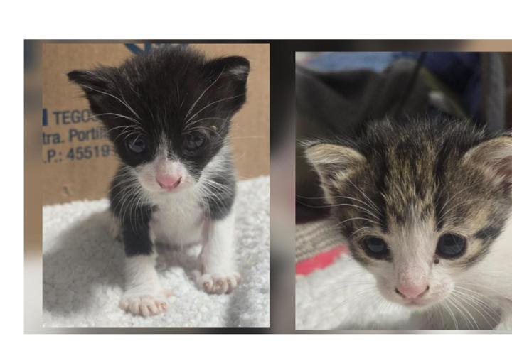 Os queremos presentar dos maravillosos bebés que acabamos de rescatar.<br>Estamos buscando una casa de acogida, donde puedan recibir toda la atención que necesitan a tan corta edad y prepararlos para que puedan encontrar una adopción responsable. <br>Agradeceremos cualquier ayuda que nos puedan prestar para la alimentación y visitas veterinarias para estos bebés. <br><br>https://www.migranodearena.org/usuario/asociacion-amar-como-animal/dona?<br><br>https://coral.to/asociacion-amar-como-animal<br><br>PayPal: amar.comoanimal@yahoo.com<br>Bizum: 633208328 (nuevo) o 633630180<br>ES10 2100 0361 5101 0160 1510<br><br>https://www.amazon.es/hz/wishlist/ls/3HZE9TT66DH23?ref_=wl_share<br><br>https://www.teaming.net/pedidopiensoferalamarcomoanimal<br><br>https://www.teaming.net/asociacionamarcomoanimal<br><br>https://www.teaming.net/ayudaparagastosveterinarios<br><br><br>