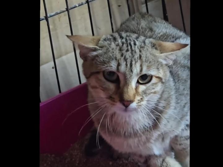 Llevamos meses intentando rescatar a los gatos que sobrevivieron al abandono masivo de Shambala y sabemos que unos cuantos no lograron superar el hambre, el frio y verse fuera de la que fue su casa. Algunos siguen rondando por fuera, esperando que alguien les abra la puerta y la mayoría de los que hemos rescatado, han buscado en las basuras comida y es ahi donde les estamos alimentando y capturando, desde que sabemos lo que les hicieron <br><br>Esta gatita es de las camadas que nacieron posteriores al abandono, pero de esas gatas, solo hay que verla. Hay al menos 2 mas del mismo tamaño que hay que coger. De ahi mismo son los lactantes que saque adelante con biberón y que ya estan en una casa de acogida y ya no tengo donde colocar más, porque en estos dias tengo que sacar a Brixen y Tirol de la casa de acogida donde estaban <br><br>Conmigo conviven actualmente 60 gatos muy, muy, mayores y con múltiples patologias crónicas y aún asi estoy procurando que estas criaturas no acaben reventadas por los coches, los perros "guardianes" o el camión de las basuras, pero sola no puedo<br><br>NECESITAMOS CON URGENCIA CASAS DE ACOGIDA O ADOPCIÓN PARA LOS MAS JOVENES Y BEBÉS <br><br>Y NECESITAMOS AYUDA ECONÓMICA, PORQUE APARTE DE LAS FACTURAS QUE YA DEBEMOS, HAY QUE TESTAR, VACUNAR, DESPARASITAR Y CHIPAR A TODOS ELLOS...<br><br>... Y GORDI AUN SIGUE ESPERANDO LA OPERACIÓN DE LOS TUMORES MAMARIOS Y CALL LA OPERACIÓN DE LOS OJOS...., ELLOS TAMBIÉN ERAN DE SHAMBALA <br><br>LO QUE ESTA GENTE HIZO NO TIENE PERDÓN, PERO AHORA TOCA SALVAR A LOS QUE QUEDAN<br><br>NOS AYUDAS?<br><br>https://www.migranodearena.org/usuario/asociacion-amar-como-animal/dona? <br><br>https://coral.to/asociacion-amar-como-animal<br><br>PayPal: amar.comoanimal@yahoo.com<br>Bizum: 633208328 (nuevo) o 633630180 <br>ES10 2100 0361 5101 0160 1510 <br><br>https://www.amazon.es/hz/wishlist/ls/3HZE9TT66DH23?ref_=wl_share<br><br>https://www.teaming.net/pedidopiensoferalamarcomoanimal<br><br>https://www.teaming.net/asociacionamarcomoanimal<br><br>https://www.teaming.net/ayudaparagastosveterinarios