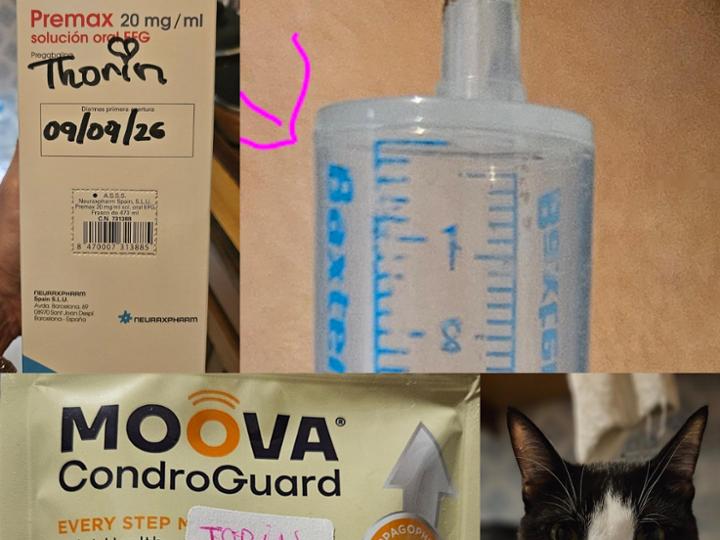 ​¡Hola, querida familia Teamer! ✨<br>​Queremos compartir con vosotros una actualización muy importante sobre la salud de Thorin (nuestro querido Toti) y cómo estamos gestionando sus cuidados gracias al fondo de los Gatitos del Jardín.<br>​Como sabéis, el año pasado a Toti le diagnosticaron síndrome de cauda equina, un proceso muy doloroso causado por la calcificación en las últimas vértebras donde la columna conecta con la cola. Esto le genera un dolor neuropático agudo (rampas, calambres y descargas eléctricas muy intensas) que no responde a los analgésicos comunes, además de causarle una pérdida progresiva de fuerza y masa muscular en sus patitas traseras.<br>​El pasado 9 de septiembre tuvo una crisis francamente dura e intensa. El nivel de dolor era tan insoportable que el pobrecito se mordía y se arrancaba el pelo desesperado.<br>​Su veterinaria ha revisado el tratamiento y ha cambiado la gabapentina (que resultaba muy difícil de administrar) por Premax (Pregabalina en jarabe), pautando una dosis exacta de precisión de 0,3 ml. Gracias a esta medicación, hacia el final de la tarde logró calmarse, relajarse y por fin descansar.<br>​Para frenar el deterioro de sus articulaciones y ayudar a controlar el dolor, también le han recetado MOOVA CondroGuard, unas gominolas condroprotectoras formuladas con harpagofito y nutrientes esenciales.<br>​ ¿Cómo podéis echarnos una mano?<br>El frasco de Premax cunde bastante gracias al formato en jarabe, pero las gominolas de CondroGuard vienen en bolsas de 30 unidades y son bastante costosas. Si a alguien le gustaría colaborar donando directamente algún paquete de estas gominolas condroprotectoras, ¡nos vendría de maravilla!<br>​Si preferís apoyarnos económicamente para sus medicinas, veterinario y mantenimiento diario:<br>​ Canal de Telegram: Sigue el día a día de Thorin y el resto de pequeños aquí:<br>https://t.me/Gatitxs<br>​ PayPal: Aporta tu granito de arena directamente:<br>https://www.paypal.me/GatitosdelJardin<br>​ Teaming: Únete a nuestro grupo por solo 1 € al mes:<br>https://www.teaming.net/fondosparamisgatitosdeljardin<br>​(Os adjuntamos las imágenes con la receta médica, el frasco de Premax, la jeringuilla de dosis, la bolsa de gominolas y a nuestro valiente Toti descansando).<br>​¡Infinitas gracias por estar siempre al pie del cañón y cuidar con tanto amor de nuestros pequeños! ❤️