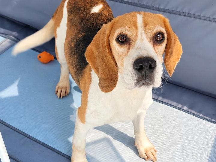 QUEEN<br><br>Esta preciosa Beagle de 10 años ha pasado su vida en un Criadero utilizada para la cría y sin conocer lo que significa tener una familia propia.<br><br>Es una perra muy cariñosa y sensible que solo busca con esa mirada unos dueños que le den la oportunidad de compartir el cariño y los ratos de juego que necesita.<br><br>Ahora tiene la oportunidad de empezar una vida nueva, una vida en la que por fin pueda conocer lo que es tener una familia y sentirse querida. ❤️<br><br>Solo necesita alguien que le dé tiempo, paciencia y mucho amor para descubrir todo lo que se ha estado perdiendo.<br>Merece conocer lo que es un hogar de verdad.