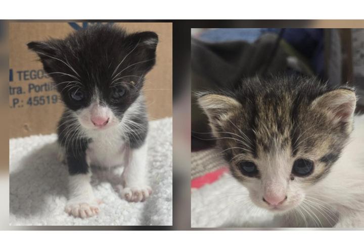 Os queremos presentar dos maravillosos bebés que acabamos de rescatar.<br>Estamos buscando una casa de acogida, donde puedan recibir toda la atención que necesitan a tan corta edad y prepararlos para que puedan encontrar una adopción responsable.<br>Agradeceremos cualquier ayuda que nos puedan prestar para la alimentación y visitas veterinarias para estos bebés.<br><br>https://www.migranodearena.org/usuario/asociacion-amar-como-animal/dona?<br><br>https://coral.to/asociacion-amar-como-animal<br><br>PayPal: amar.comoanimal@yahoo.com<br>Bizum: 633208328 (nuevo) o 633630180<br>ES10 2100 0361 5101 0160 1510<br><br>https://www.amazon.es/hz/wishlist/ls/3HZE9TT66DH23?ref_=wl_share<br><br>https://www.teaming.net/pedidopiensoferalamarcomoanimal<br><br>https://www.teaming.net/asociacionamarcomoanimal<br><br>https://www.teaming.net/ayudaparagastosveterinarios