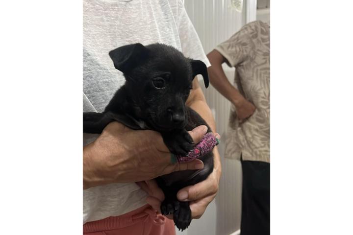 Die letzte Woche sind wieder 10 Welpen in der Island of Hope eingezogen und wir können jeden Euro gebrauchen.<br><br>Bitte redet mit jedem der Euch über den Weg laufen wird über unsere Tiere! DANKE <br>Das Foto zeigt nur einen deer 10 Welpen! Bald stellen wir sie auch auf der Webseite vor. <br><br>#adoptdontshop #animalwelfare #shelter #shelterpets #straydogs #straycats #helpinganimalsromania #rescuedismyfavoritebreed #rescueanimals #tierschutz #tierheim #hundeliebe #shelterdog #dogrescue #har #tierschutzhund #patengesucht #patenschaft #handicap #puppy #namenspaten #teaming