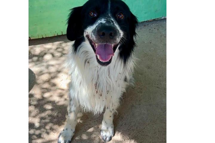 Lui è Scott un cucciolone meraviglioso abbandonato come un vecchio pacco in un paese del Chietino.. è stato accalappiato e per non farlo finire in canile, abbiamo deciso di prenderlo in carico noi, per scoprire più tardi che è positivo alla leishmania. A breve avvieremo tutta una serie di esami per poi meglio capire quale sarà la cura più indicata per lui. Vogliamo credere che anche per lui ci sarà un bellissimo lieto fine.