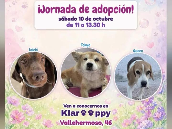 No se nos puede olvidar comentaros el GRAN EVENTO de éste sabado 10 de Octubre!!!<br>de 11:00 a 13:30h tendremos una ¡¡¡JORNADA DE ADOPCIONES!!!<br>En KLARooPPY, C/ Vallermoso 46, Chamberí.<br><br>Tendremos un puesto especial de bisuteria para recaudar alguna aportación para la causa ademas de nuestras queridas Queen, Tokyo, y otros perritos que estan deseando encontrar un hogar!<br><br>Si estas interesad@ en algun@ de ellos ven a conocerlos e informate.<br>Toda vuestra ayuda hace que ellos lleguen siempre a un lugar mejor.❤️