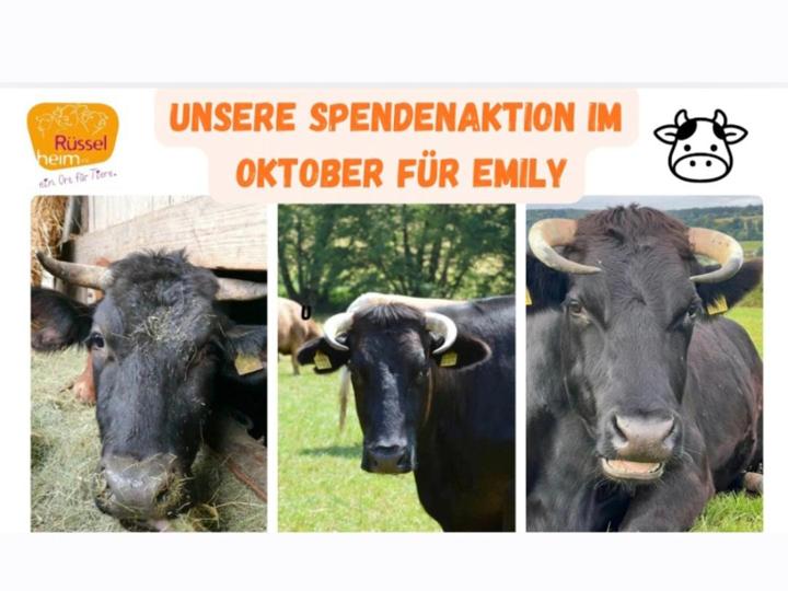 Liebe Teamerinnen und Teamer, herzlich Willkommen im Monat Oktober, und vielen Dank für eure Unterstützung ❤️<br>Der Herbst kommt mit großen Schritten.<br>Nicht mehr lange, und unsere Schützlinge werden von ihren Sommerweiden in ihre kuscheligen Winterquartiere umziehen. <br>Heute möchten wir euch unsere Emily vorstellen. <br>Für Emily läuft auch gerade eine Spendenaktion. <br>Hier findet ihr den Link zu Paypal:<br>https://www.paypal.com/pools/c/9t7W6SqXut <br><br>Emily wurde am 30.3.2017 geboren. <br>Während des Jahres 2017 stieß eine junge Frau auf einen wirklich extrem schlimmen Horrorstall in Hennef, in dem die Rinder leben mussten, und hatte uns darüber informiert. <br>Die Tiere waren total abgemagert und standen bis zum<br>Bauch in ihren eigenen Exkrementen. <br>Die Rinder sollten damals vom größten Elend direkt in die Schlachtung gehen - davor konnten wir sie Gott sei Dank bewahren.<br>Emily ist eins dieser Tiere und lebt seither<br>mit ihrer Schwester Kate und ihren anderen<br>Gefährt*innen aus diesem Stall auf<br>unserem schönen Pflegeplatz Fulda 6. <br>Leider fehlen Emily aktuell 75€ an monatlichen Patenschaften. <br><br>Wir möchten Emily über die Spendenaktion gerne für ein halbes Jahr absichern. <br>Wer mag Emily mit einer Spende, oder vielleicht sogar mit einer kleinen Patenschaft zur dauerhaften Absicherung, helfen? <br>Verw.zweck:&nbsp; "Kuh Emily"&nbsp; <br><br>Patenschaften sind schon ab 5 € monatlich möglich und retten LEBEN.<br>Auch Einmalspenden zur Überbrückung der fehlenden Patenschaften helfen uns sehr. <br><br>Patenschaften für Emily:<br>https://www.ruesselheim.com/patenschaft <br><br>Spenden für Emily: <br>Sparkasse Schwaben-Bodensee<br>IBAN DE73 7315 0000 0030 2078 64<br>BIC BYLADEM1MLM&nbsp; <br><br>Paypal: helfen@ruesselheim.com <br><br>https://www.ruesselheim.com/spenden <br><br>Mit 1€ helfen:<br>https://www.teaming.net/hilfefurrusselheime-v- <br><br>Onlineshop:<br>https://ruesselheim-ev-merchandising.myspreadshop.de/ <br><br>Rüsselheim e.V.<br>www.ruesselheim.com<br>info@ruesselheim.com<br>DANKE, dass du dabei bist!