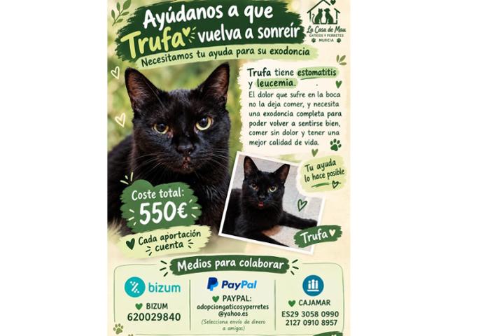 Trufa, formaba parte de la colonia, de hecho fue de las primeras en beneficiarse del CER.<br><br>Era una gatita muy alegre y cariñosa, hasta que el año pasado la recogimos muy malita; resultó ser positiva en leucemia, por lo que, una vez recuperada, no pudimos retornarla. <br>Desde entonces, ha estado bastante bien, hasta que hace unos meses empezó con molestias en la boca, tiene una estomatitis brutal (inflamación generalizada en la boca, especialmente en la zona de las fauces) y unos pequeños bultos en la encía. <br>Llevamos más de un mes esperando que llegue el 28 de septiembre, para que al fin la vea el odontólogo, aunque su veterinaria ya nos dijo que casi con total seguridad, necesitará exodoncia completa.<br>Además, es necesario hacer prequirúrgico para valorar su estado debido a la leucemia. <br>La pobre ha pasado un verano horrible, comiendo poquito y apagada debido al dolor, gracias al tratamiento paliativo ha remontado un poco pero necesitamos reunir el dinero para cubrir su cirugía y tratar que vuelva a tener una buena calidad de vida. <br>Por favor, cualquier ayuda es buena.<br>Suma tu patica por Trufa <br>Gracias ‍<br> BIZUM 620029840<br>PAYPAL: adopciongaticosyperretes@yahoo.es<br>(Selecciona envío de dinero a amigos) <br>CAJAMAR ES29 3058 0990 2127 0910 8957<br>https://www.teaming.net/landing/lacasademau