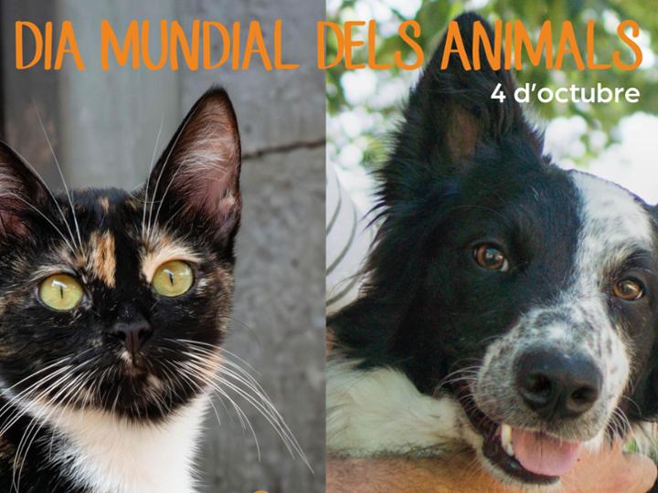 Avui és el seu dia. <br>El dels que ens reben amb una alegria infinita.<br>El dels que ens fan companyia sense demanar res a canvi.<br><br>Però també és el dia de tots aquells animals que encara esperen una família, una casa o una segona oportunitat.<br><br>Aquest #DiaMundialDelsAnimals celebrem els que formen part de les nostres famílies i recordem especialment els que encara estan esperant formar-ne part d’una. <br><br>Adopta, acull, fes-te voluntari/ària, col·labora o ajuda’ns a donar-los visibilitat. Cada gest compta. <br><br>#DiaDelsAnimals #DiaMundialDelsAnimals #AdoptaNoCompris #Protectora #Sabadell #BenestarAnimal