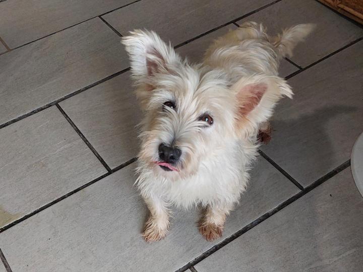 BUSCA UNA FAMILIA <br><br>NIEVE<br><br>Esta pequeña Westy de 4 años ha pasado sus primeros años de vida en un entorno muy diferente al de una casa, algo triste y solitario y ahora, por fin, tiene la oportunidad de empezar de cero. <br><br>Es una perrita dulce, simpática y su rabito no para de moverse en cuanto te ve.<br><br>Todavía está descubriendo muchas cosas de su entorno pero solo necesita dulces paseos con una nueva familia y mucho amor.