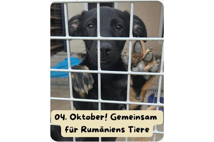 Nach den großen Tierschutzprotesten im Februar soll Rumänien erneut ein starkes Zeichen setzen.<br> <br>Am Welttierschutztag rufen Tierschützer dazu auf, gemeinsam für nachhaltige Lösungen, Kastrationen und einen besseren Schutz von Rumäniens Tieren einzustehen.<br><br><br>Am 4. Oktober 2026 sollen in Rumänien wieder Menschen für die Tiere auf die Straße gehen. Nach den großen Tierschutzprotesten im Februar soll am Welttierschutztag erneut ein starkes Zeichen gesetzt werden – für nachhaltige Lösungen, Kastrationen und einen besseren Schutz von Rumäniens Tieren.<br>Die rumänische Tierschutzorganisation Dreptate pentru Animale ruft gemeinsam mit zahlreichen weiteren Tierschützern und Organisationen dazu auf, die Proteste zu unterstützen.<br>4. OKTOBER 2026 · WELTTIERSCHUTZTAG<br>Rumänien geht für seine Tiere auf die Straße.<br>Auch wir von Helping Animals Romania möchten auf diesen Protest aufmerksam machen und dazu aufrufen, ihn zu unterstützen – und, wenn es euch möglich ist, vor Ort dabei zu sein.<br>Denn Rumäniens Tiere brauchen nicht nur Hilfe in den Sheltern. Sie brauchen Veränderungen an den Ursachen.<br>