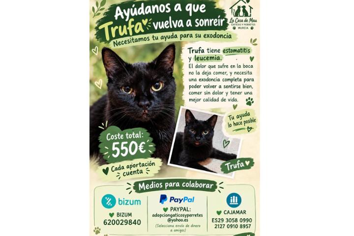 Trufa, formaba parte de la colonia, de hecho fue de las primeras en beneficiarse del CER.<br><br>Era una gatita muy alegre y cariñosa, hasta que el año pasado la recogimos muy malita; resultó ser positiva en leucemia, por lo que, una vez recuperada, no pudimos retornarla. <br>Desde entonces, ha estado bastante bien, hasta que hace unos meses empezó con molestias en la boca, tiene una estomatitis brutal (inflamación generalizada en la boca, especialmente en la zona de las fauces) y unos pequeños bultos en la encía. <br>Llevamos más de un mes esperando que llegue el 28 de septiembre, para que al fin la vea el odontólogo, aunque su veterinaria ya nos dijo que casi con total seguridad, necesitará exodoncia completa.<br>Además, es necesario hacer prequirúrgico para valorar su estado debido a la leucemia. <br>La pobre ha pasado un verano horrible, comiendo poquito y apagada debido al dolor, gracias al tratamiento paliativo ha remontado un poco pero necesitamos reunir el dinero para cubrir su cirugía y tratar que vuelva a tener una buena calidad de vida. <br>Por favor, cualquier ayuda es buena.<br>Suma tu patica por Trufa <br>Gracias ‍<br> BIZUM 620029840<br>PAYPAL: adopciongaticosyperretes@yahoo.es<br>(Selecciona envío de dinero a amigos) <br>CAJAMAR ES29 3058 0990 2127 0910 8957<br>https://www.teaming.net/landing/lacasademau