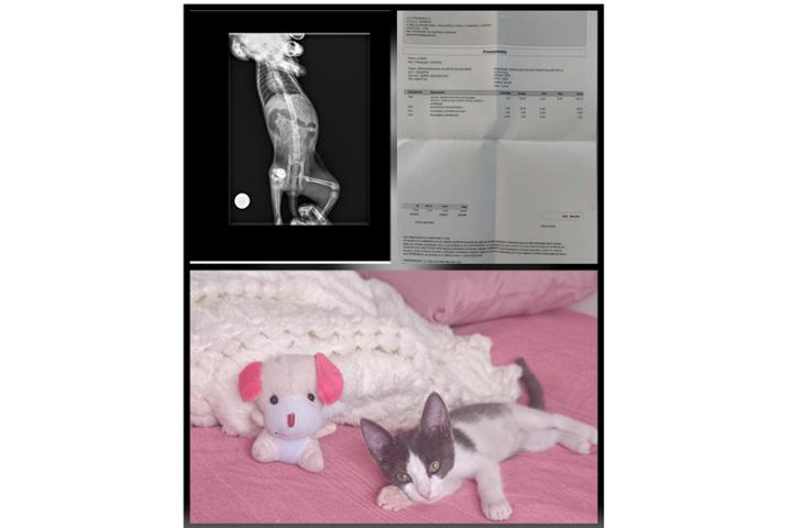 AYUDA URGENTE PARA ARIEL <br><br>Ariel solo tiene 3 meses y está luchando contra una grave infección en una de sus patitas. La infección ha llegado hasta el hueso, lo ha destruido y está avanzando peligrosamente hacia la cadera. <br><br>Queremos aclarar que Ariel ha recibido atención y cuidados desde el primer momento. Llegó a nosotros con apenas un mes de vida y, en cuanto empezó a cojear y a quejarse, la llevamos rápidamente al veterinario.<br><br>Tenía la pierna muy hinchada. Aunque comenzó un tratamiento con antibióticos, no mejoraba. Tuvieron que hacerle una incisión y encontraron una gran cantidad de pus acumulada. A pesar de continuar con el tratamiento, la infección siguió avanzando.<br><br>Las radiografías confirmaron que tenía la rodilla partida y desplazada, y que la infección ya había llegado al hueso, avanzando peligrosamente hacia la cadera. <br><br>Ariel necesita una operación urgente. Los veterinarios intentarán salvarle la pierna colocando clavos, pero, si no fuera posible, tendrán que amputársela. Si no actuamos a tiempo, la infección podría acabar con su vida. <br><br>Ariel es una gatita dulce, cariñosa y muy pequeña, que todavía tiene toda la vida por delante. Ya tenía una familia esperándola, pero al conocer su situación se quedó sin hogar. Aun así, nosotros no queremos rendirnos con ella.<br><br>Necesitamos ayuda para afrontar su operación y darle una oportunidad de vivir. ❤️<br><br> Cualquier donación, por pequeña que sea, puede marcar la diferencia.<br><br> Bizum: 685 977 178<br> Cuenta: ES13 3190 2014 0953 4911 0410<br><br>