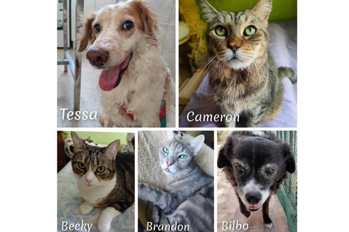 Buenas tardes,<br>Publicado el resumen mensual, no hemos tenido tregua durante el mes de agosto, más bien todo lo contrario: los mausitos tuvieron diversos problemas de salud, tuvimos que acudir al veterinario en múltiples ocasiones e invertimos un total de 1.749,91€ en el cuidado de todos los gaticos y perretes. Info completa: https://lacasademau.blogspot.com/2026/09/balance-agosto.html<br><br>Sé que septiembre es un mes complicado, pero por favor, si puedes echarnos una patica lo agradezco de todo corazón, ya que estamos en una situación MUY complicada: con una deuda de 581€ y para el próximo día 28, necesitamos reunir otros 550€ para la exodoncia de Trufa, la gatica leucemica que rescatamos muy malita de la colonia el año pasado.<br><br>A riesgo de ser pesada, recuerdo que debes actualizar tus datos bancarios si has cambiado recientemente de tarjeta; aconsejo usar un número de cuenta en lugar de tarjeta para evitar problemas de este tipo, ya que hemos tenido 40 errores de pago este mes :-( <br><br>Una vez más, gracias por seguir a nuestro lado, gracias por ayudarnos a mejorar sus vidas.<br>Sin tí, nada de esto sería posible.<br><br>Un abrazo<br>Raquel<br><br><br>*La mayoría de los #mausitos tienen necesidades especiales debido a su edad o enfermedades crónicas. Por favor, eres imprescindible para seguir ayudándoles. Suma tu patica<br>https://www.teaming.net/landing/lacasademau<br>PAYPAL: adopciongaticosyperretes@yahoo.es<br>(Selecciona envío de dinero a amigos)<br>CAJAMAR ES29 3058 0990 2127 0910 8957 <br>