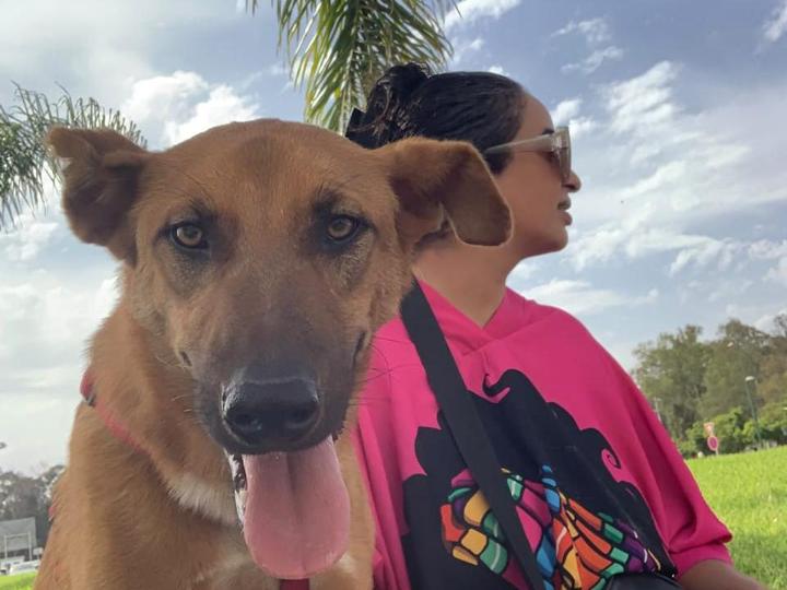 Bonjour à toutes et tous,<br><br>Franky, 1 an a quitté le Maroc samedi dernier afin de rejoindre sa famille adoptante dans le Jura français. <br>Son rapatriement a été très compliqué. L'avion a quitté Rabat avec 3 heures de retard. Franky a attendu toutes ses heures sur le tarmac puis en soute. Même chose à l'arrivée à Roissy, 3 heures d'attente aussi.<br>Le pauvre a été totalement traumatisé par son voyage. Impossible de lui faire quitter sa caisse de transport les 24 heures suivante. Donc pas moyen de lui faire rejoindre sa famille autrement qu'en voiture. Heureusement, Clara, incroyablement dévouée pour les animaux du Maroc a conduit Franky jusqu'à sa famille qui la logée pour la nuit. <br>Franky a beaucoup de difficultés à s'adopter à sa nouvelle vie pour le moment. Il est épuisé et refuse le contact. Sa famille adoptive, très patiente, va lui accorder le temps nécessaire pour qu'il reprenne confiance.<br>Nous espérons que cela ne tardera pas. Au refuge, Franky était sociable, câlin et même pot de colle. <br><br>Voici donc le périple de Franky, belle journée à vous les Amis