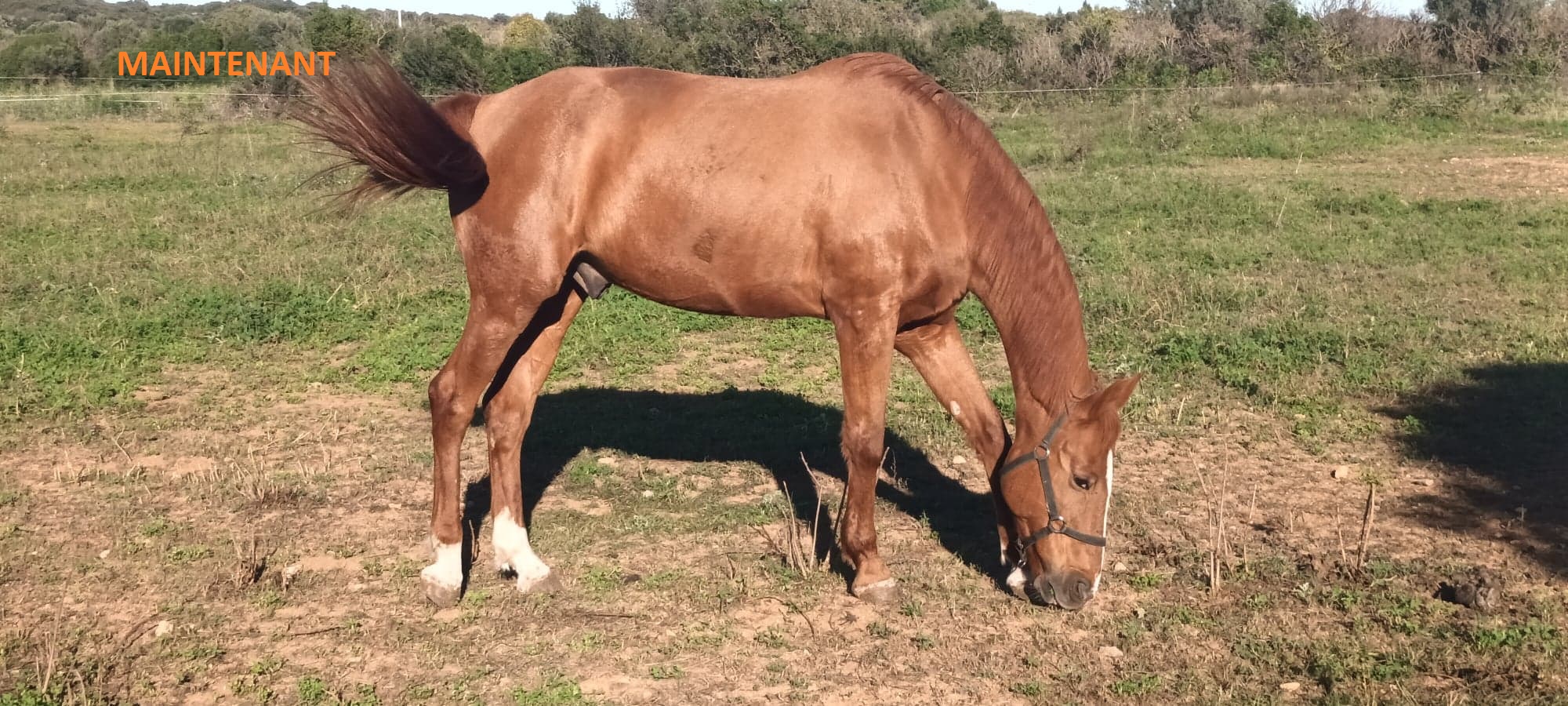 Association Animalis iura
Retraite/soins Benji cheval sauvé de la mort