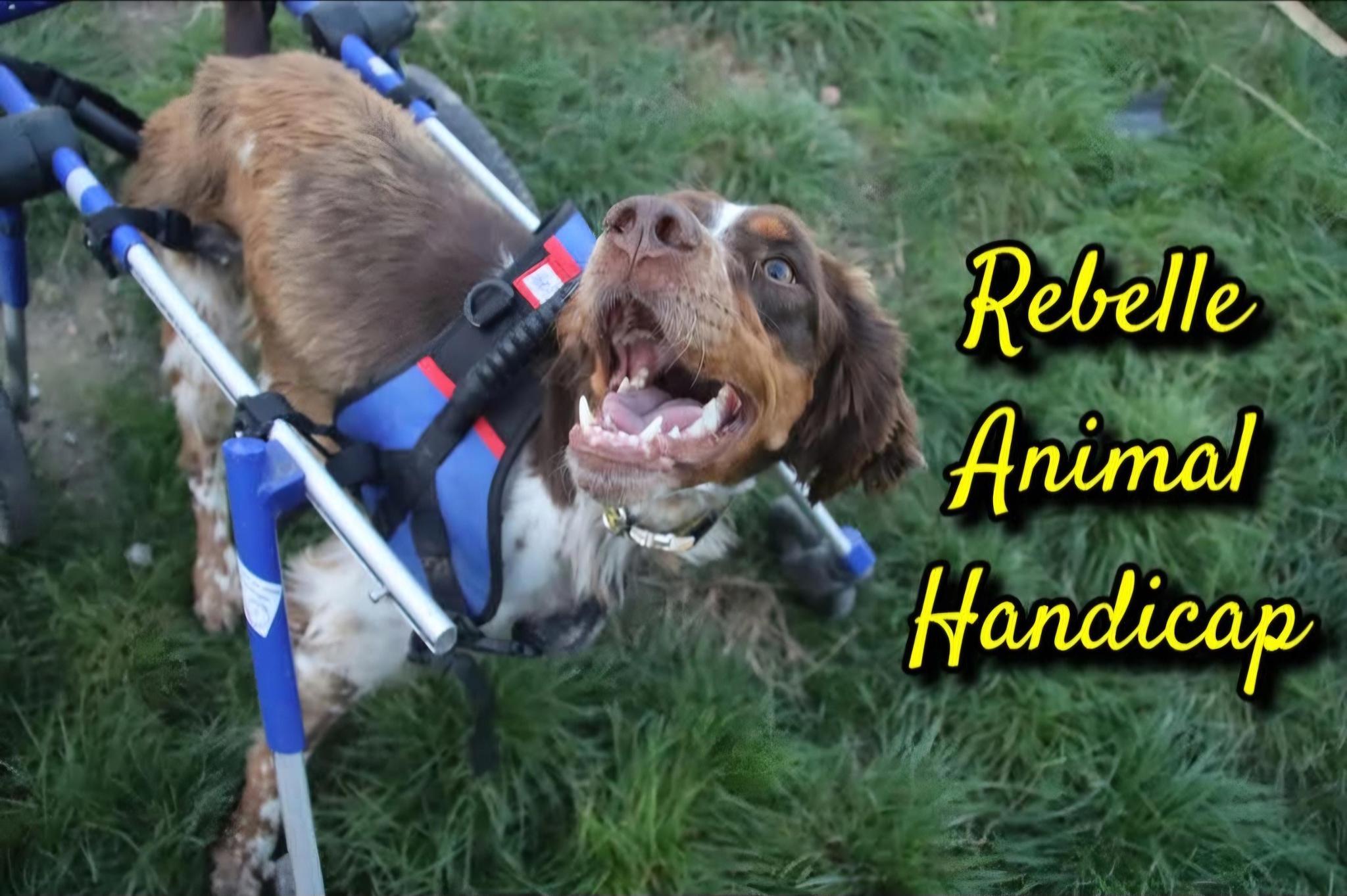 Rebelle Animal Handicap