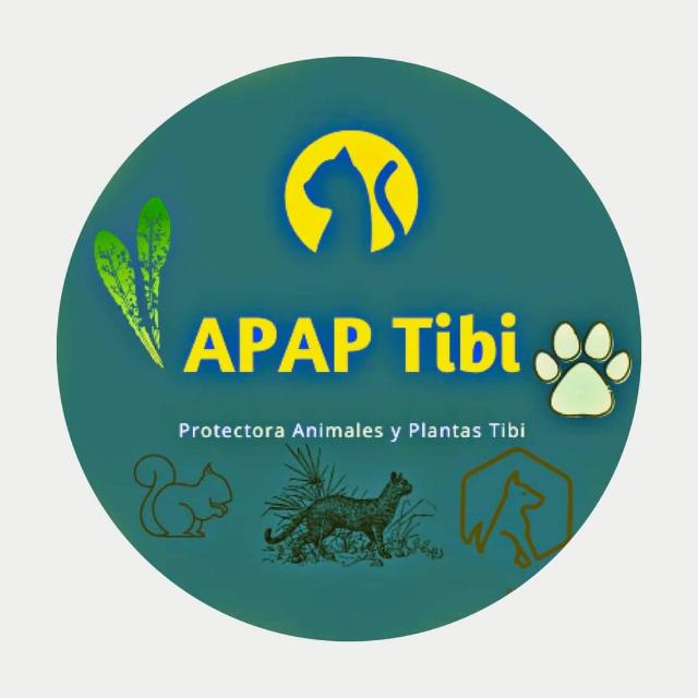 APAP TIBI