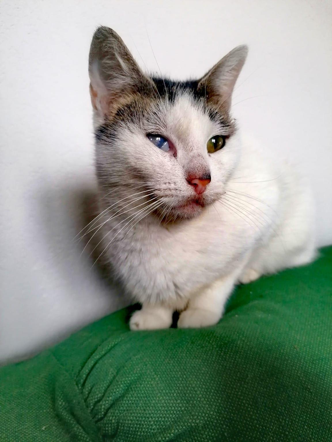 Sauvons les errants du Maroc