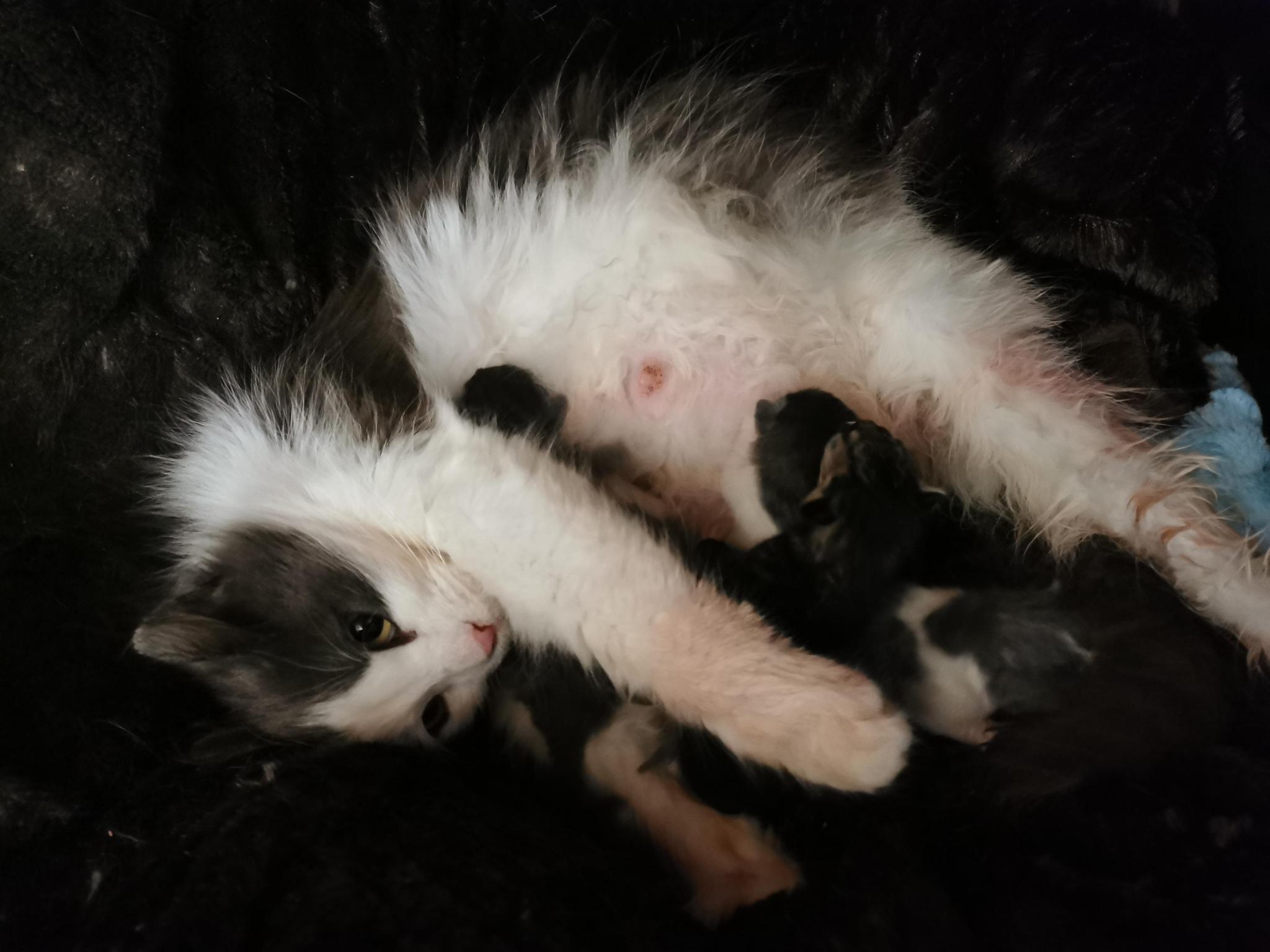 Les Chats'lutteurs et Cie