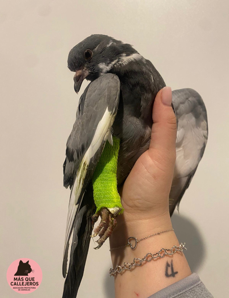 Más Que Callejeros Animal Protection Association