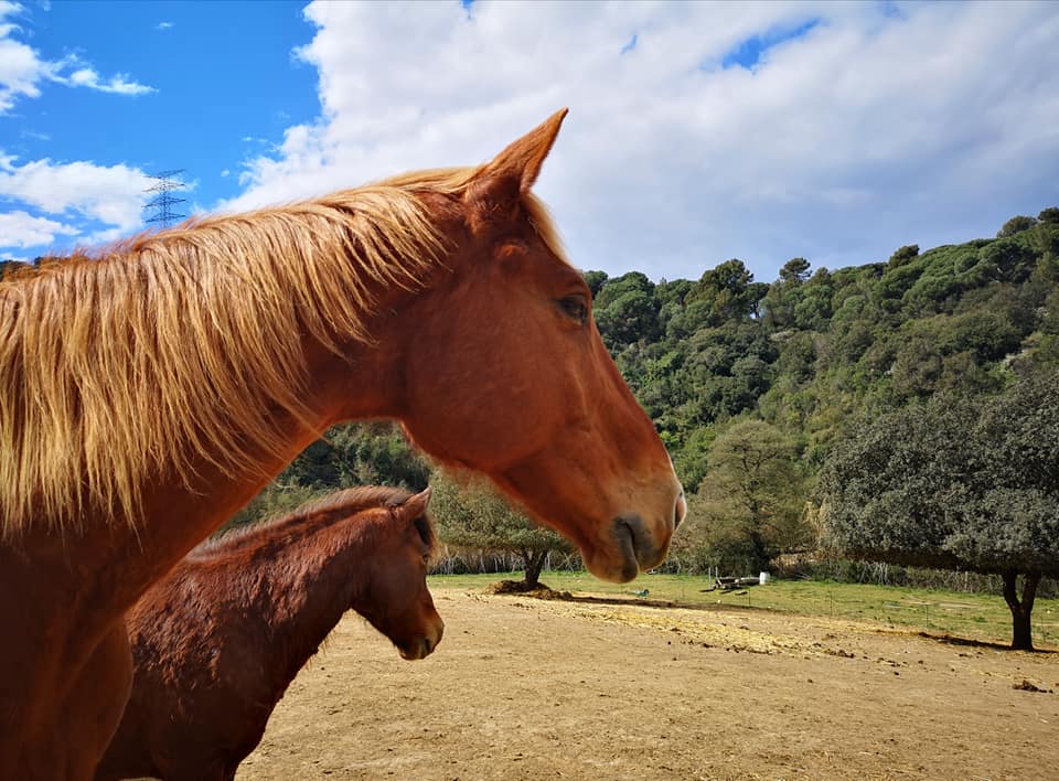 Asociación Binomis: Cuidado de Caballos, Humanos y Territorio