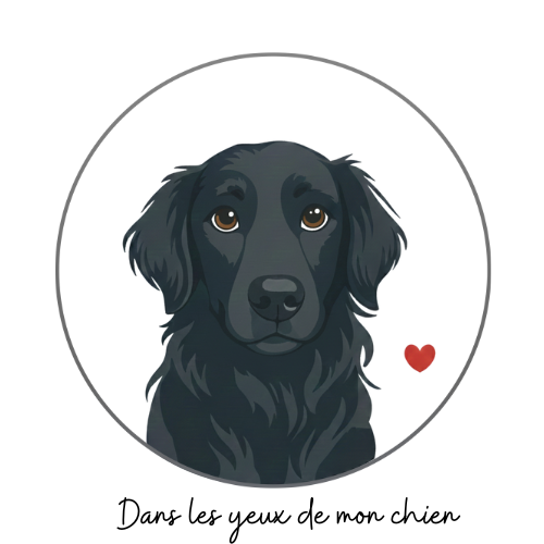 Dans les yeux de mon chien ASBL