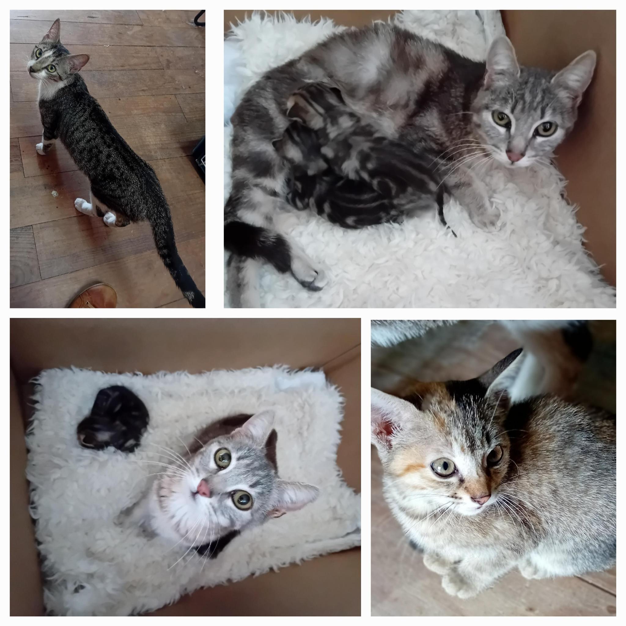 Association Le Chat Libre des 3 Monts