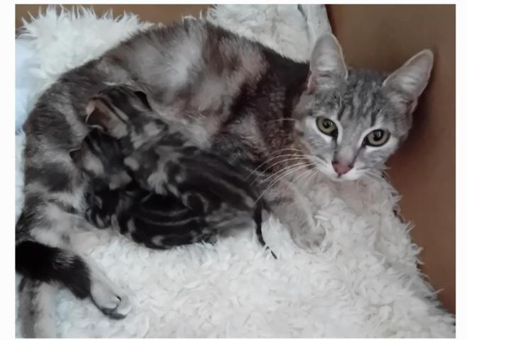 Association Le Chat Libre des 3 Monts