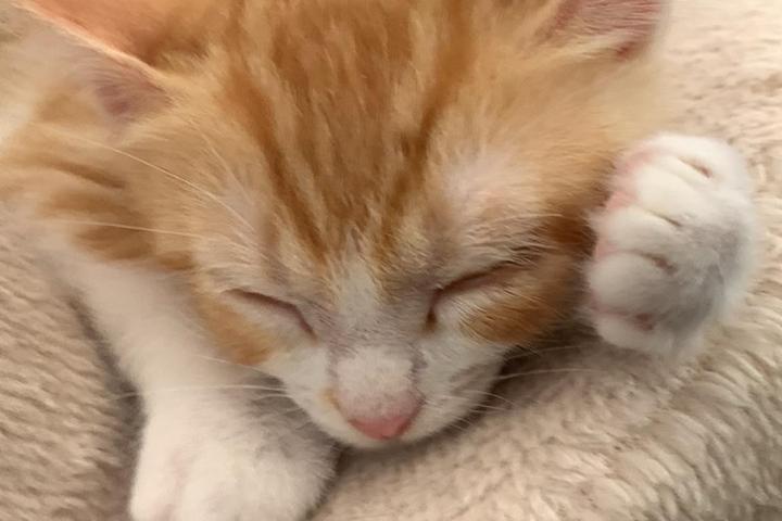 Picture for Whitina's Cats | Rescue and care of cats.