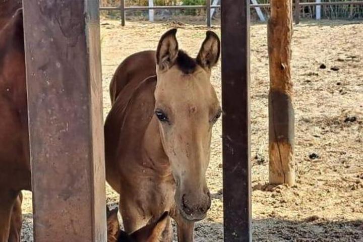 Verein Tier & Mensch von Antoinette Hitzinger & Co