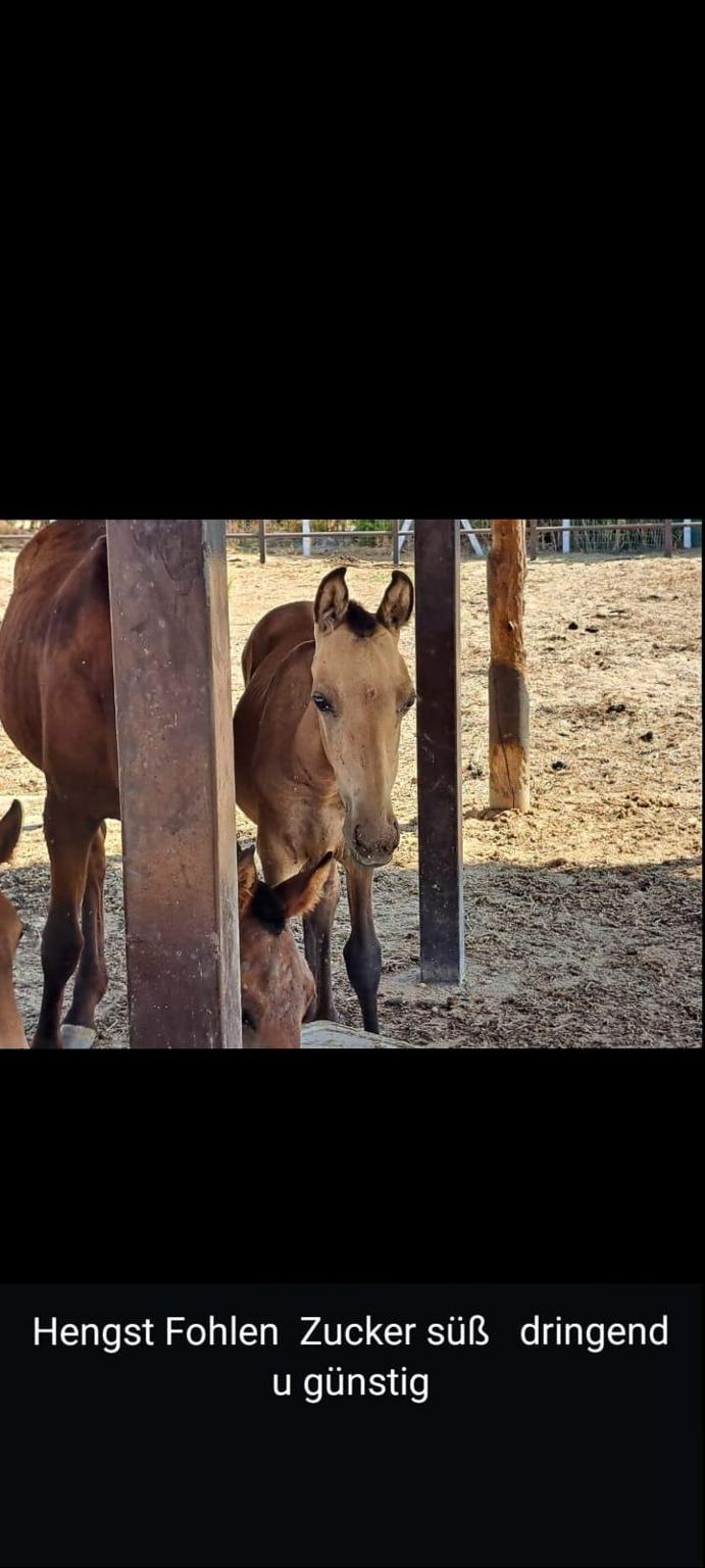 Verein Tier & Mensch von Antoinette Hitzinger & Co