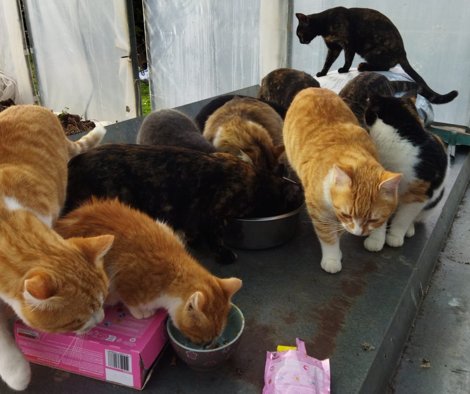 Association Chats Perchés de Lurs