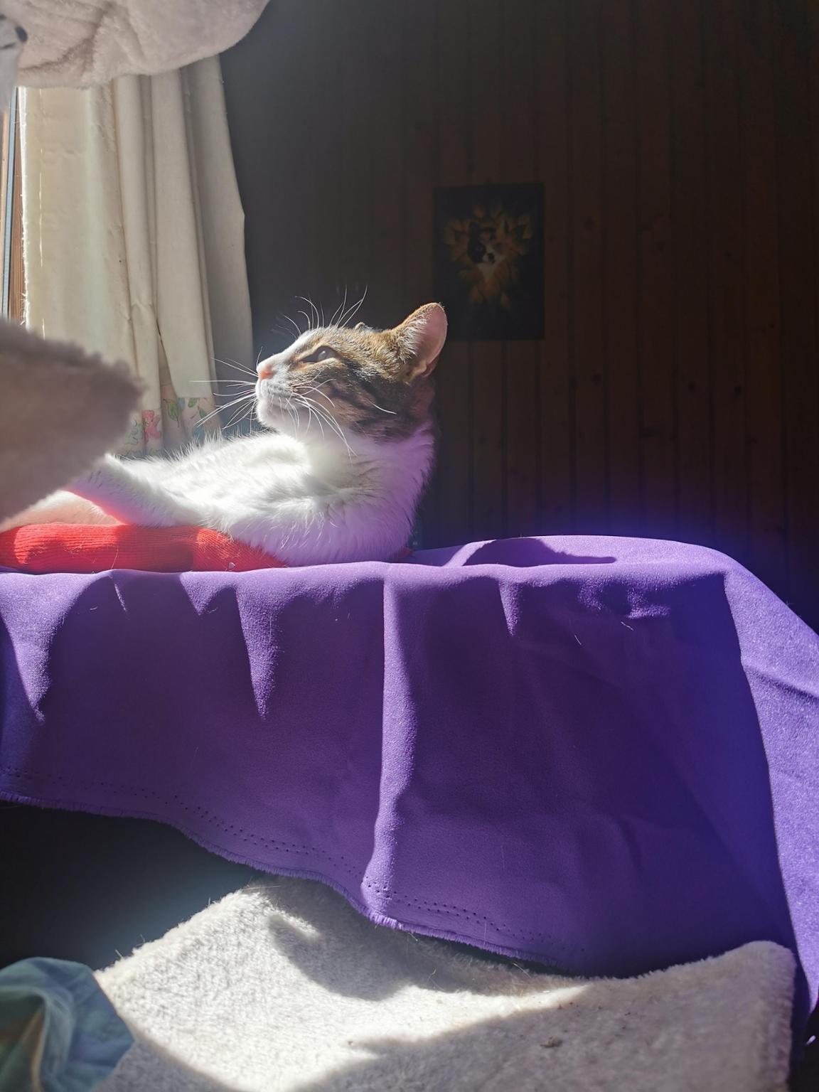 SHANTI NILAYA FELINOS