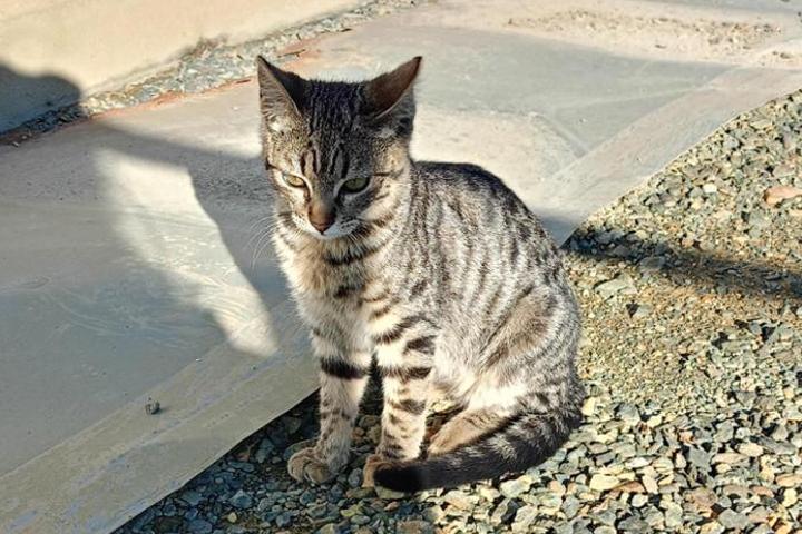 SOS Gato minero