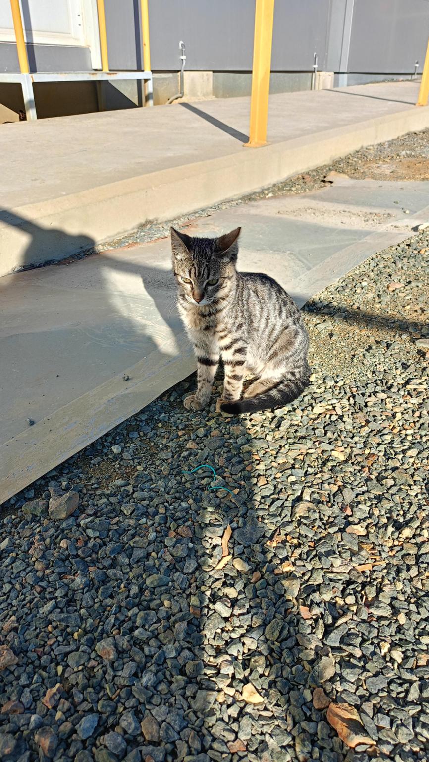 SOS Gato minero
