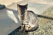 SOS Gato minero