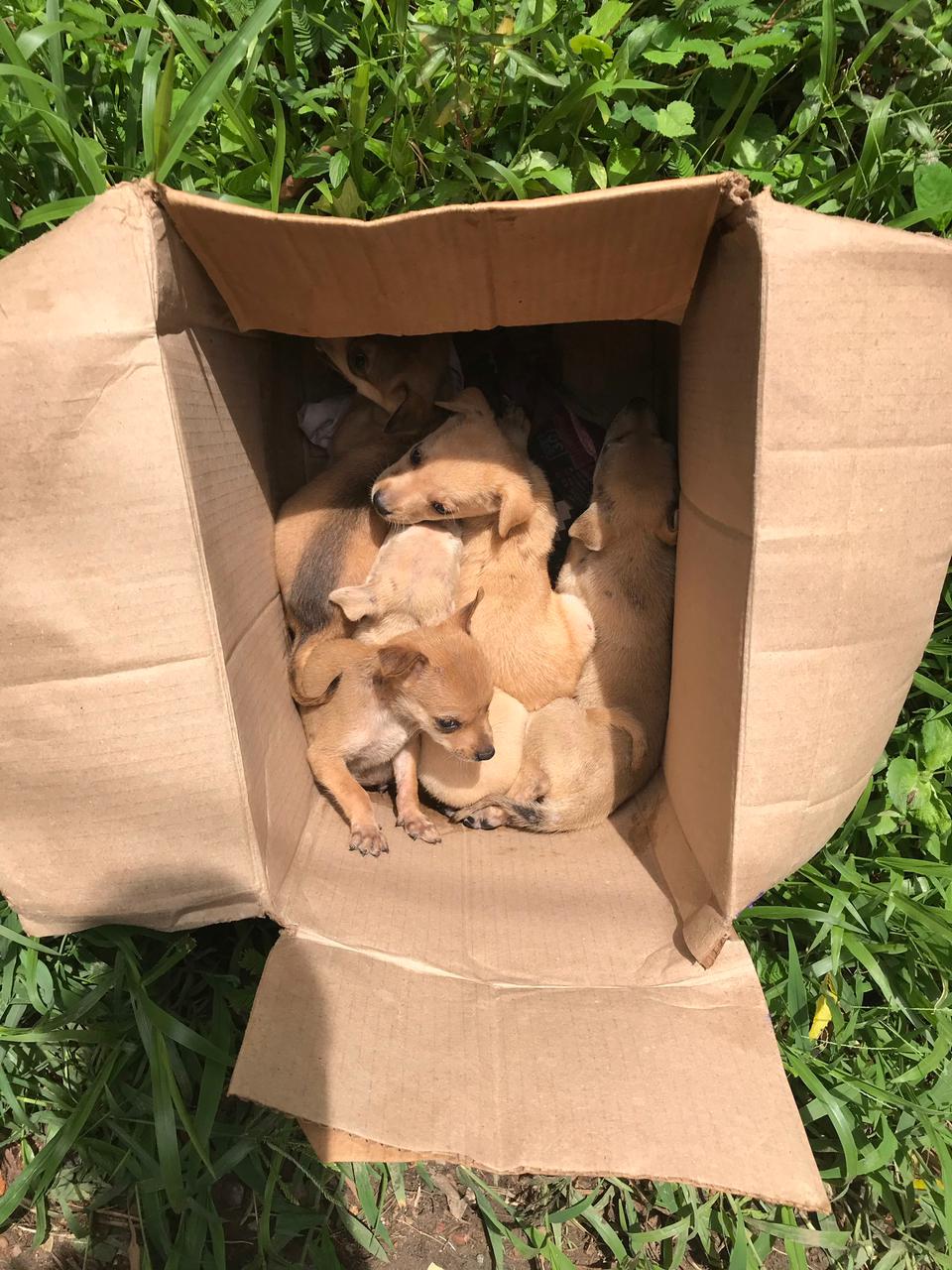 Helping stray dogos in Sri Lanka