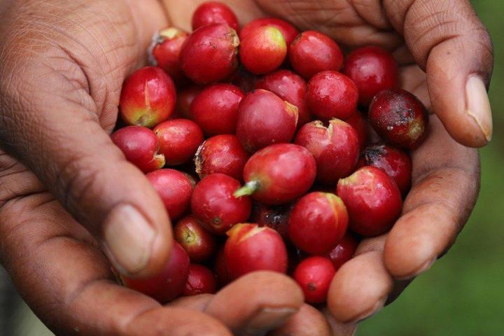 Solidarity coffee. Support for children of coffee-picking households