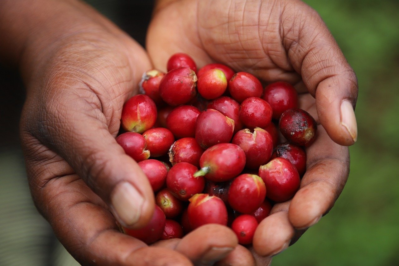 Solidarity coffee. Support for children of coffee-picking households