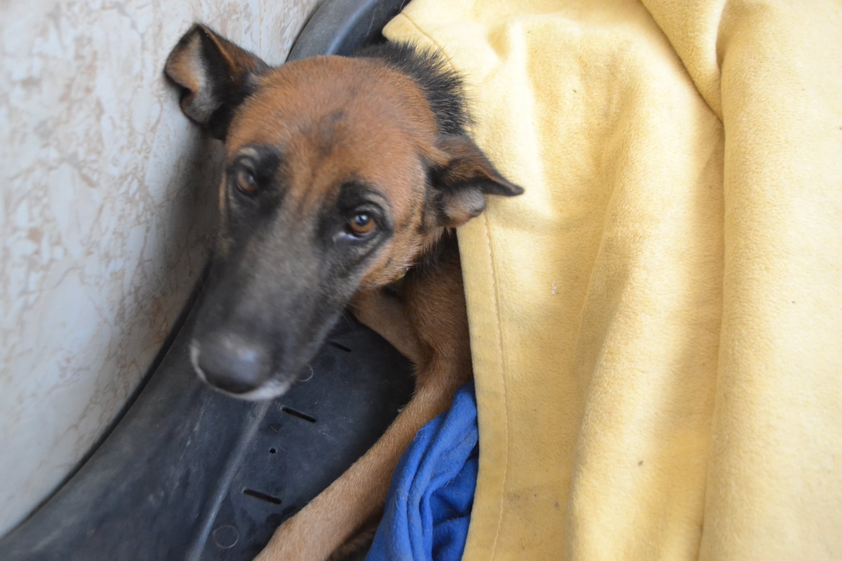 Protectora Animales Perros del Sol (PAPS)