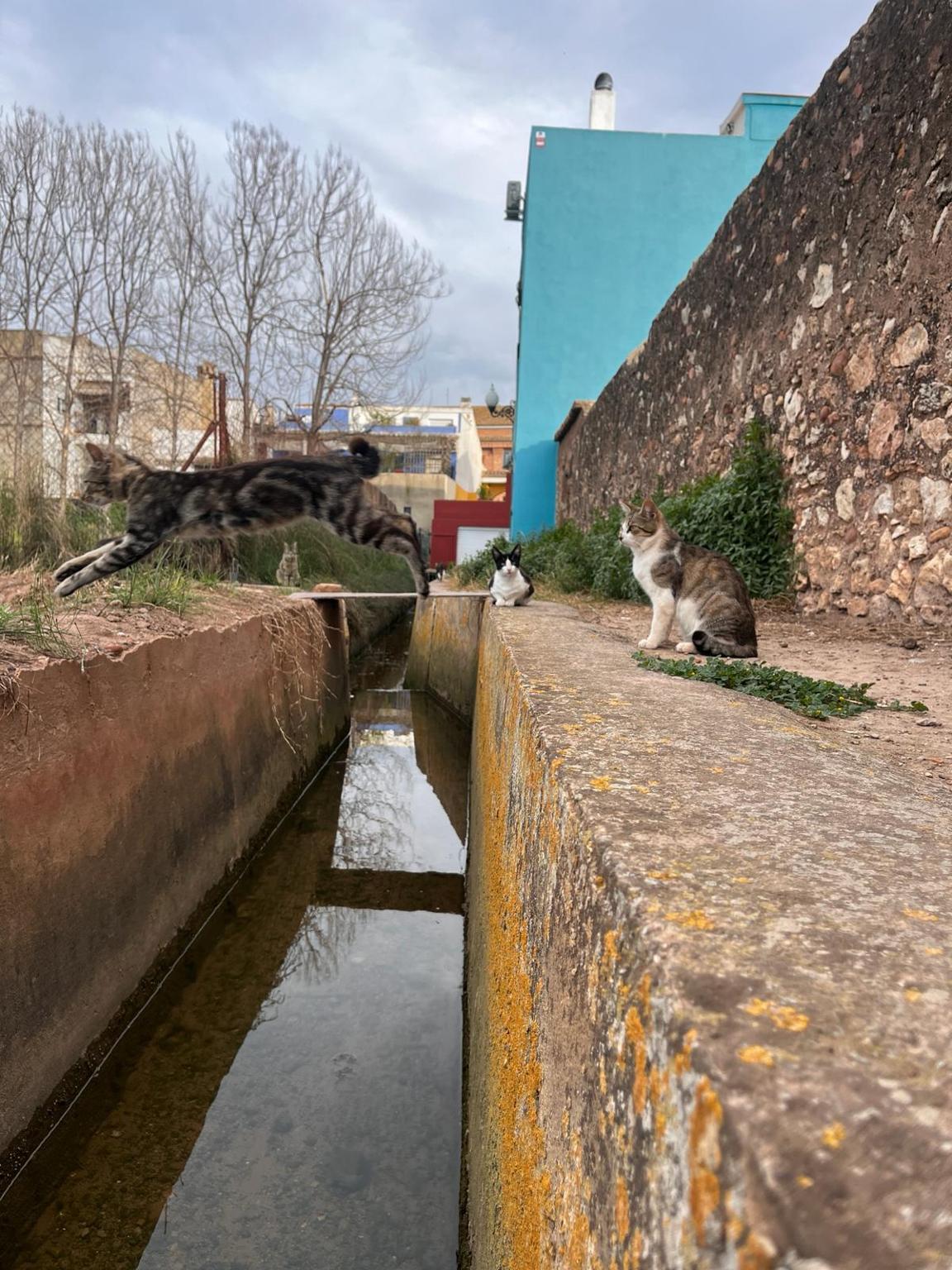 Colonia Felina Mirambell