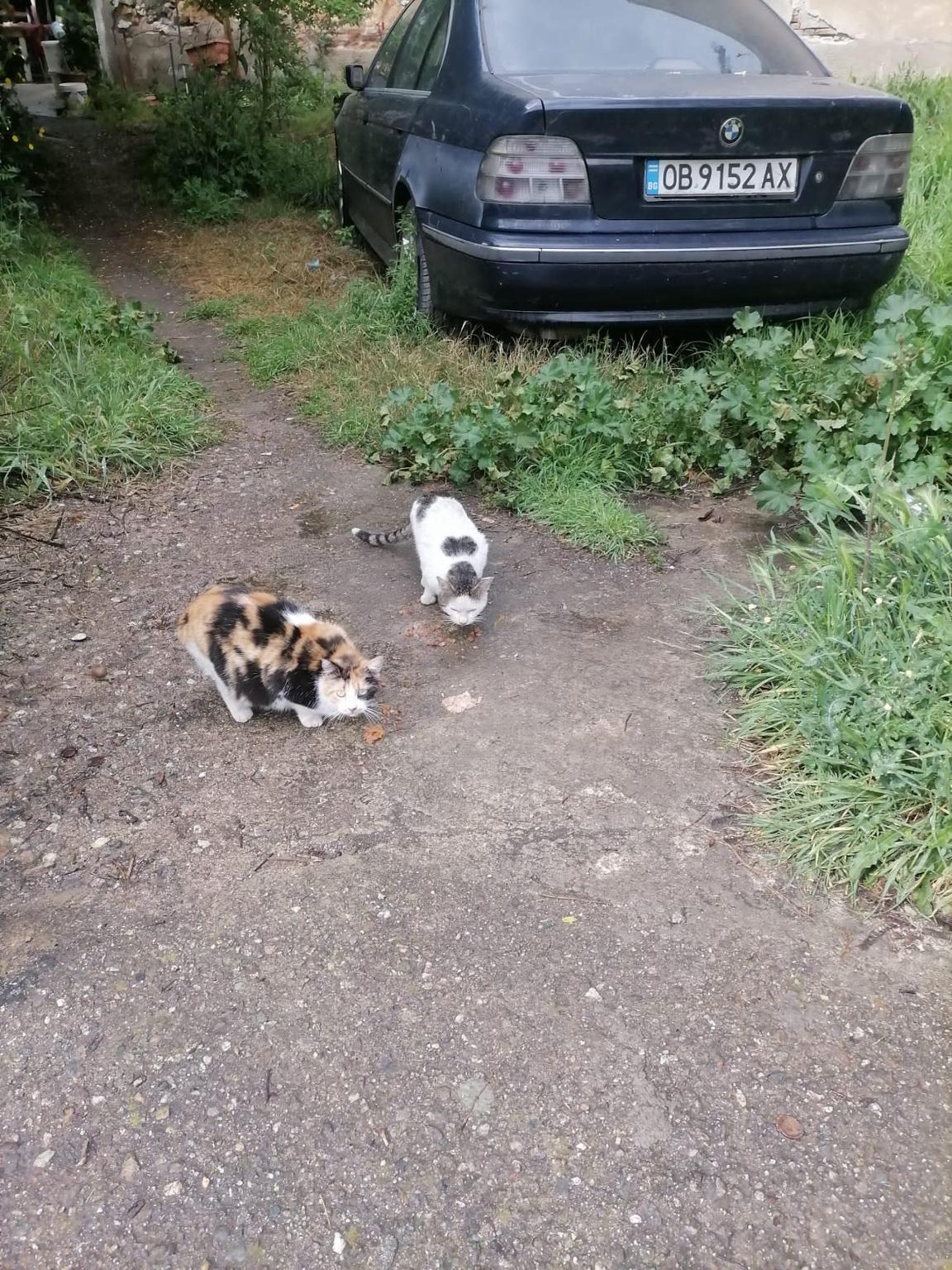 Un euro per i mici di Cosenza