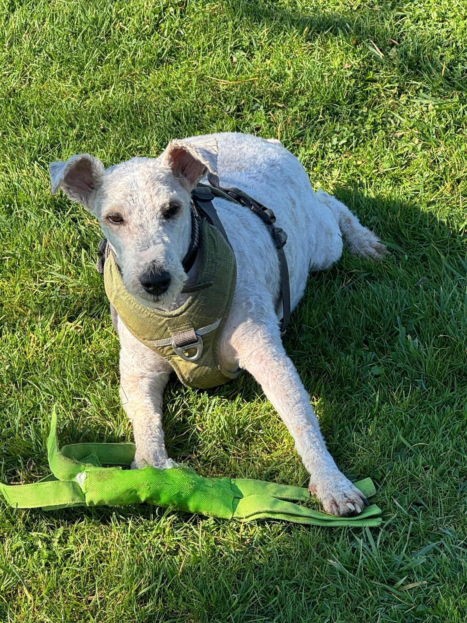 TERRIERS SANS FRONTIERES